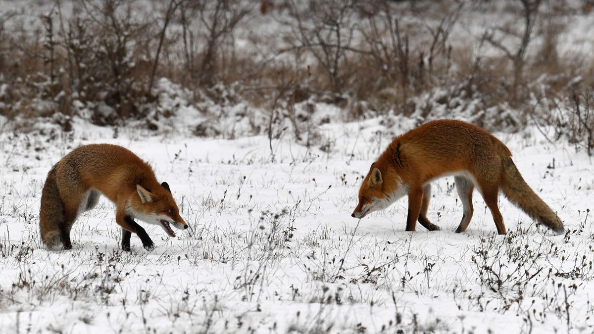 Ónos esőre és havazásra figyelmeztetnek a meteorológusok ma is, holnap is + térkép