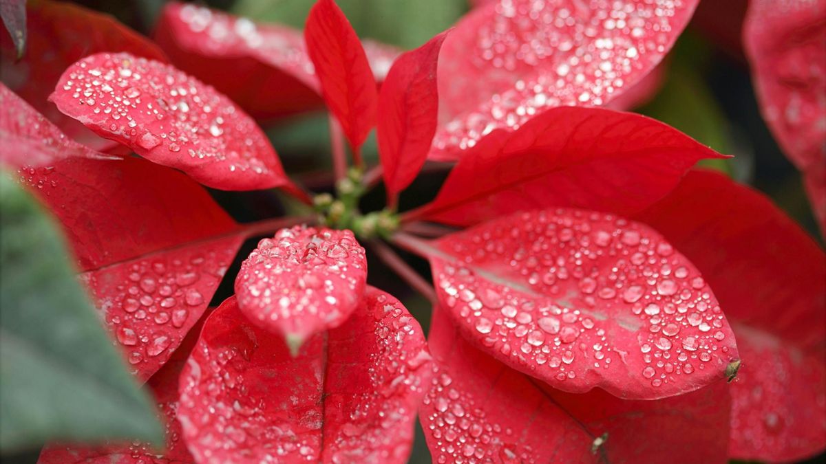 A mikulásvirág gondozása: így maradhat velünk akár jövő karácsonyig