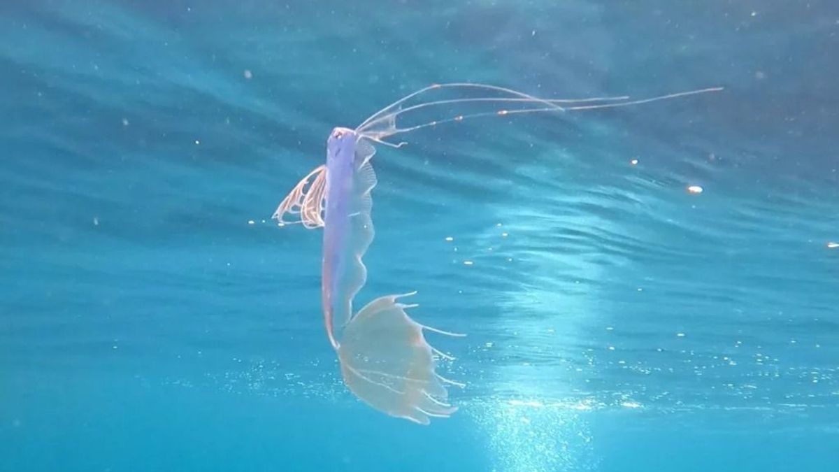 Kísérteties lény, a végítélet hala bukkant fel Kalifornia partvidékén