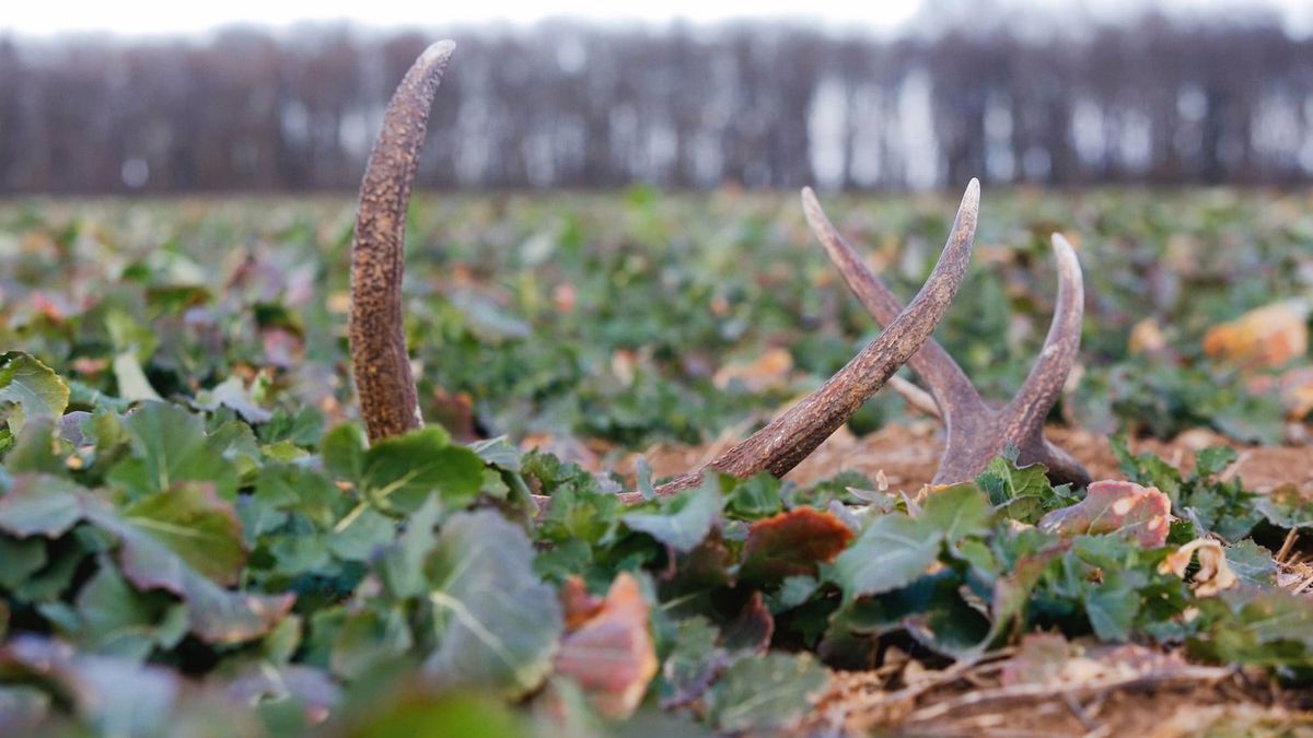 Halálos kór terjedhet az agancsok miatt – vadállományok kerülhetnek veszélybe