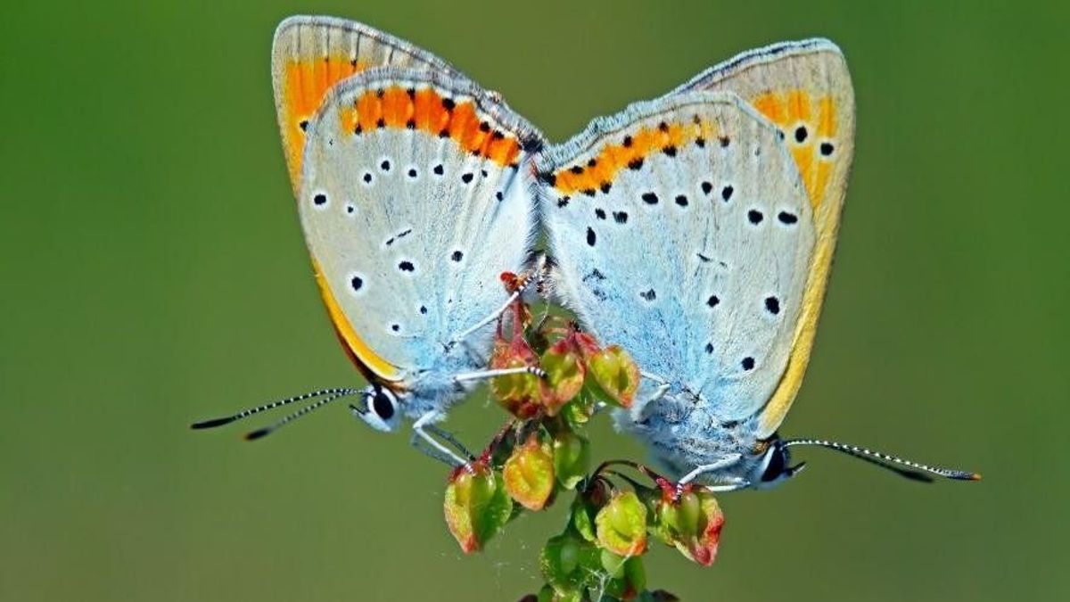 Nagy veszélyben van az év lepkéje