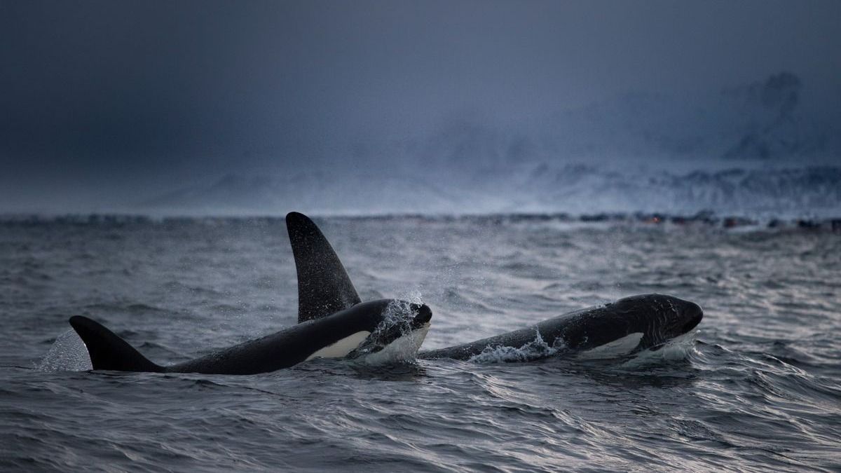 Orkák: rémisztő új viselkedésformákat sajátítanak el és egyre intelligensebbé válnak