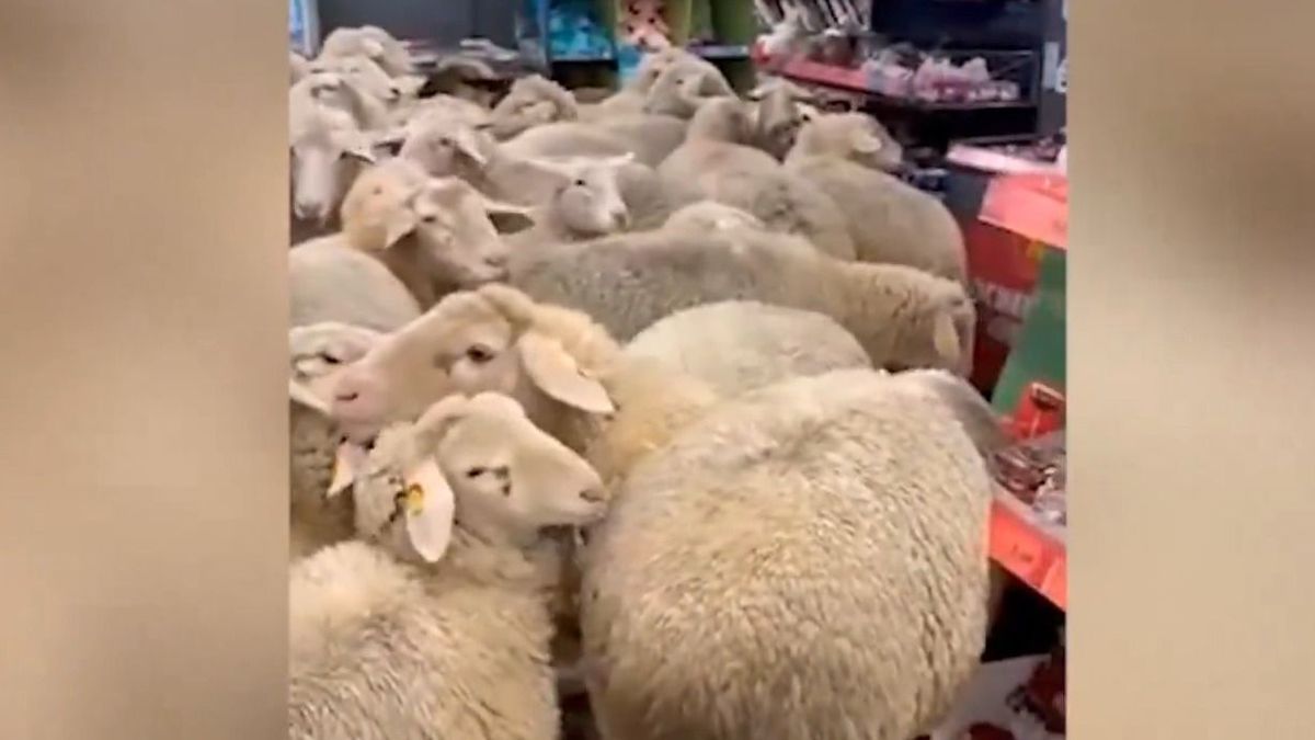 Ötven birka rohant be a német Penny-be egy kis harapnivalóért (Forrás: X)