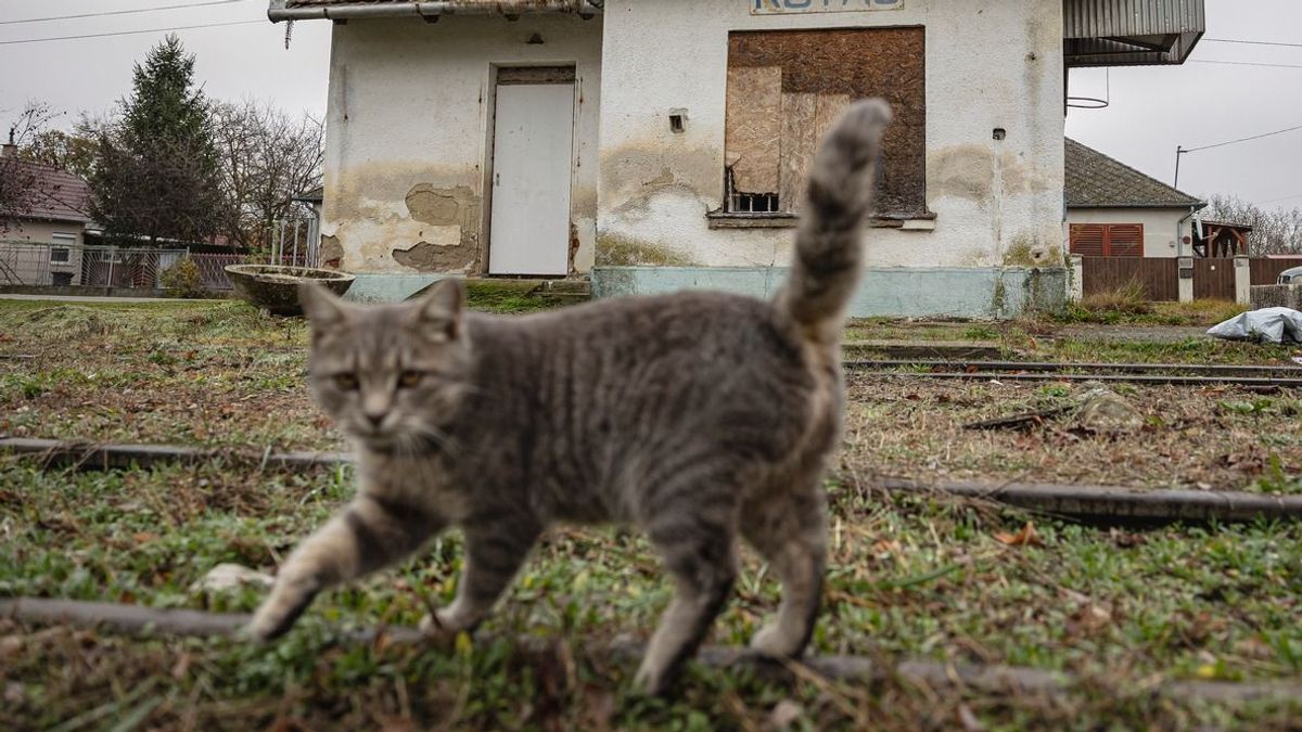 Vadmacskák az utakon: életet menthet a lassabb vezetés