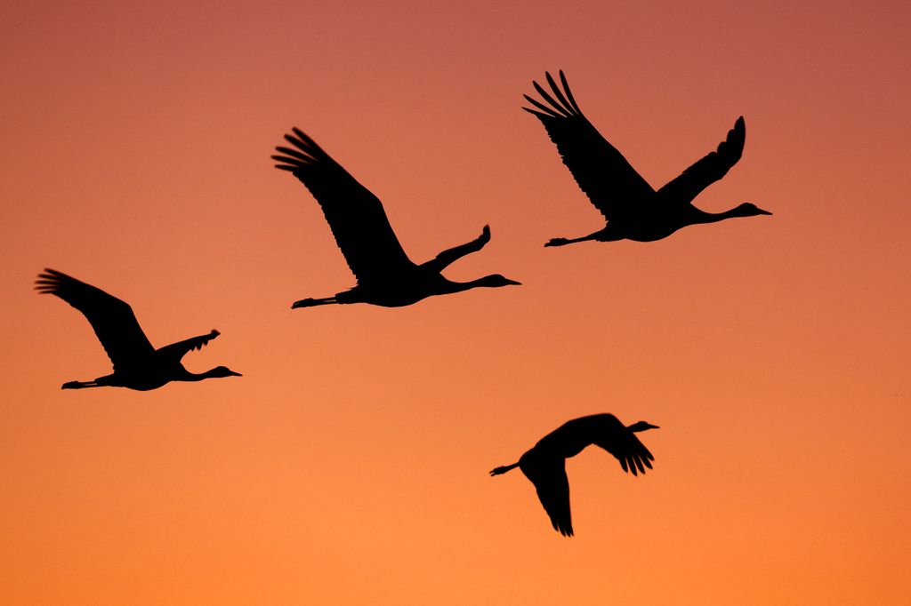 Izreal - Szürke darvak vonulása az Agamon-tó felett