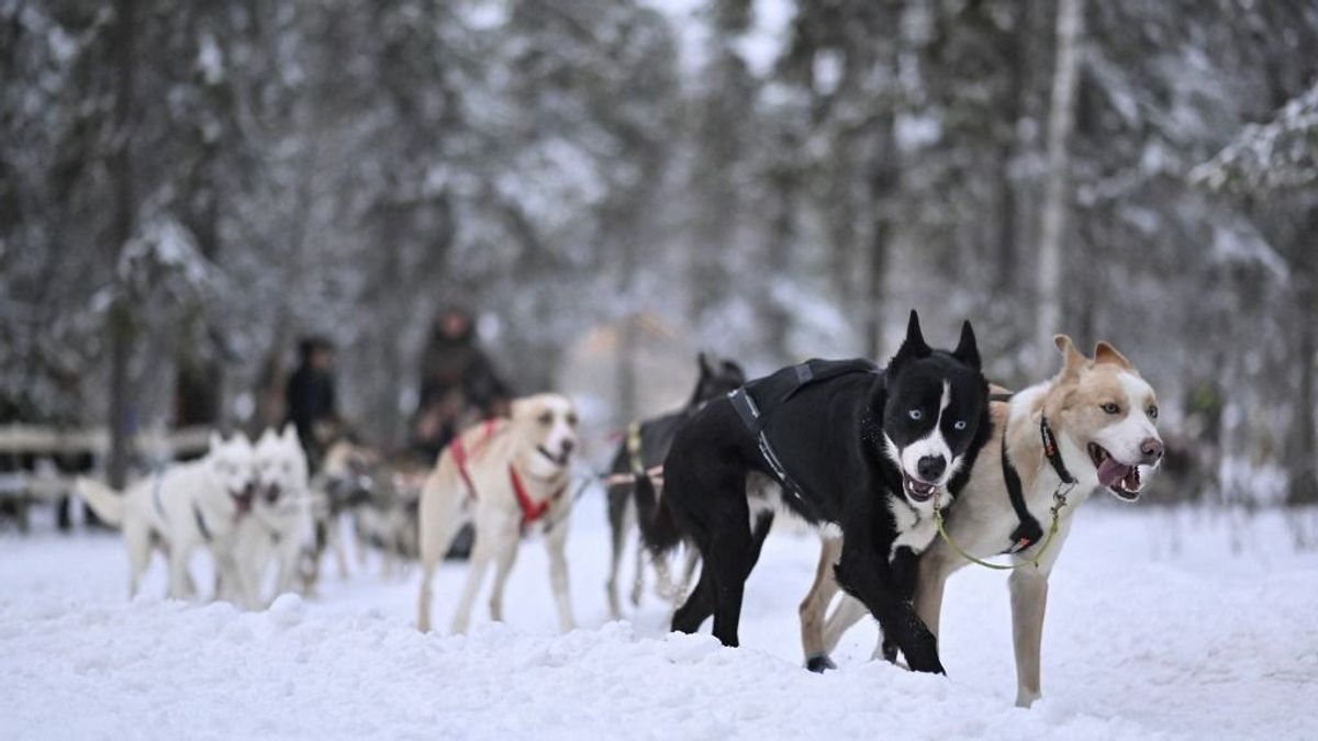 Jéggé fagyott száguldás egy norvég kutyaszánon