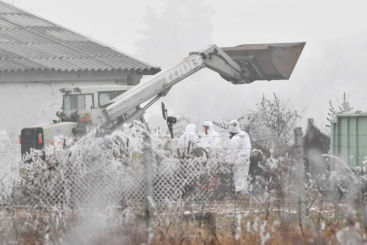 Létavértes, 2020. január 15.
Védőruhás dolgozók rakodógép mellett a kacsatelepen, Létavértesen 2020. január 15-én. Megkezdődött a Hajdú-Bihar megyei Létavértesen a kacsatelep felszámolása, mivel madárinfluenza, az emberre nem veszélyes, H5N8 vírustörzsével fertőzött baromfiállományt találtak itt, mondta Bognár Lajos országos főállatorvos az M1 aktuális csatorna és a Kossuth rádió Jó reggelt, Magyarország! című közös műsorblokkjában.
MTI/Czeglédi Zsolt