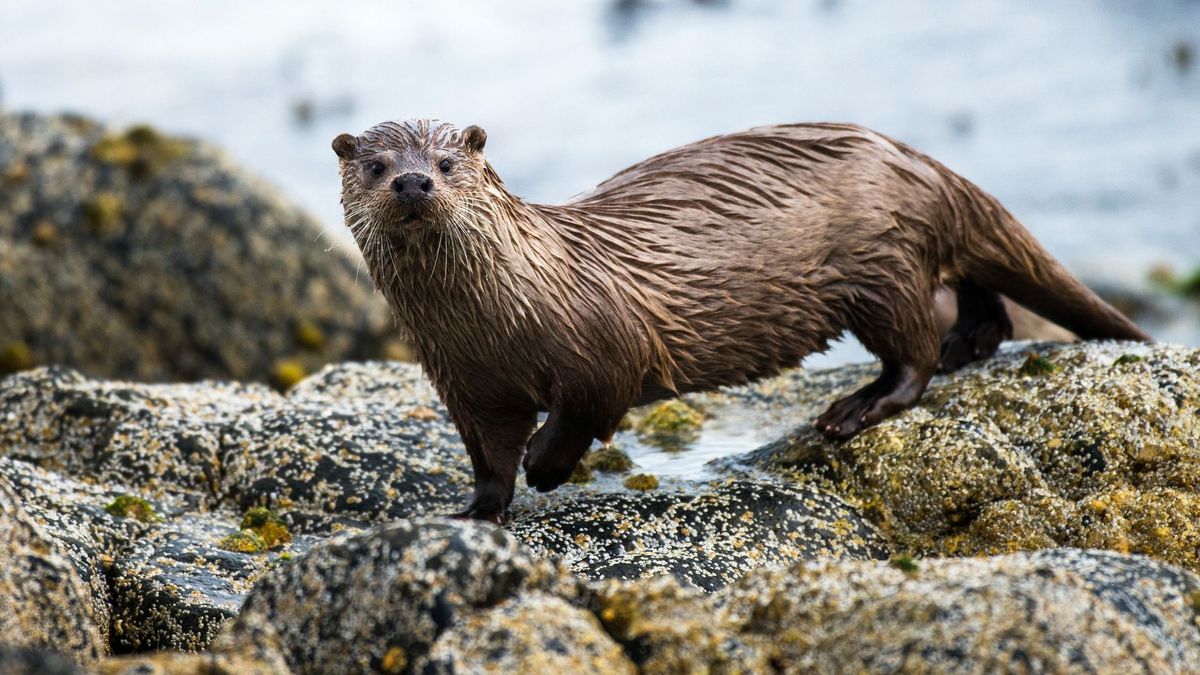 Fokozottan védett állatokat öltek meg kutyák a Balatonnál