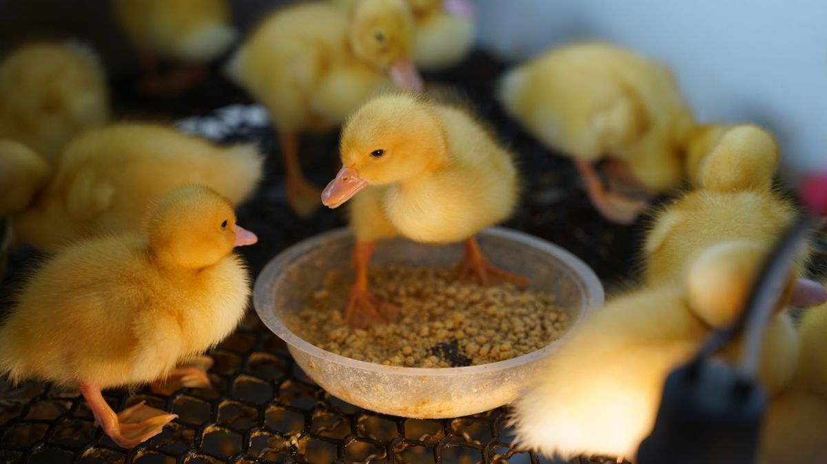 Ez nem kacsa: négylábú szárnyas született a szabolcsi faluba