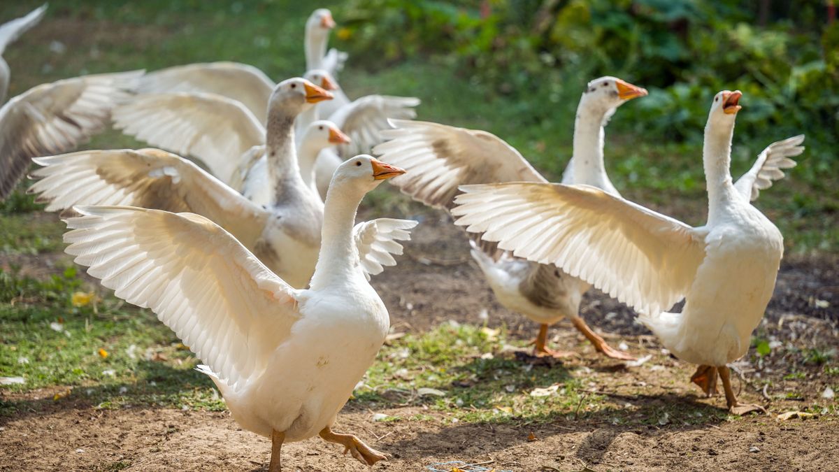 madárinfluenza 20240906 Szurdokpüspöki Mátrai Károly Imréné libatartó Fotó: Németh András Péter NAP Szabad Föld SZF A képen: liba libák szárnyas madár lúd baromfi