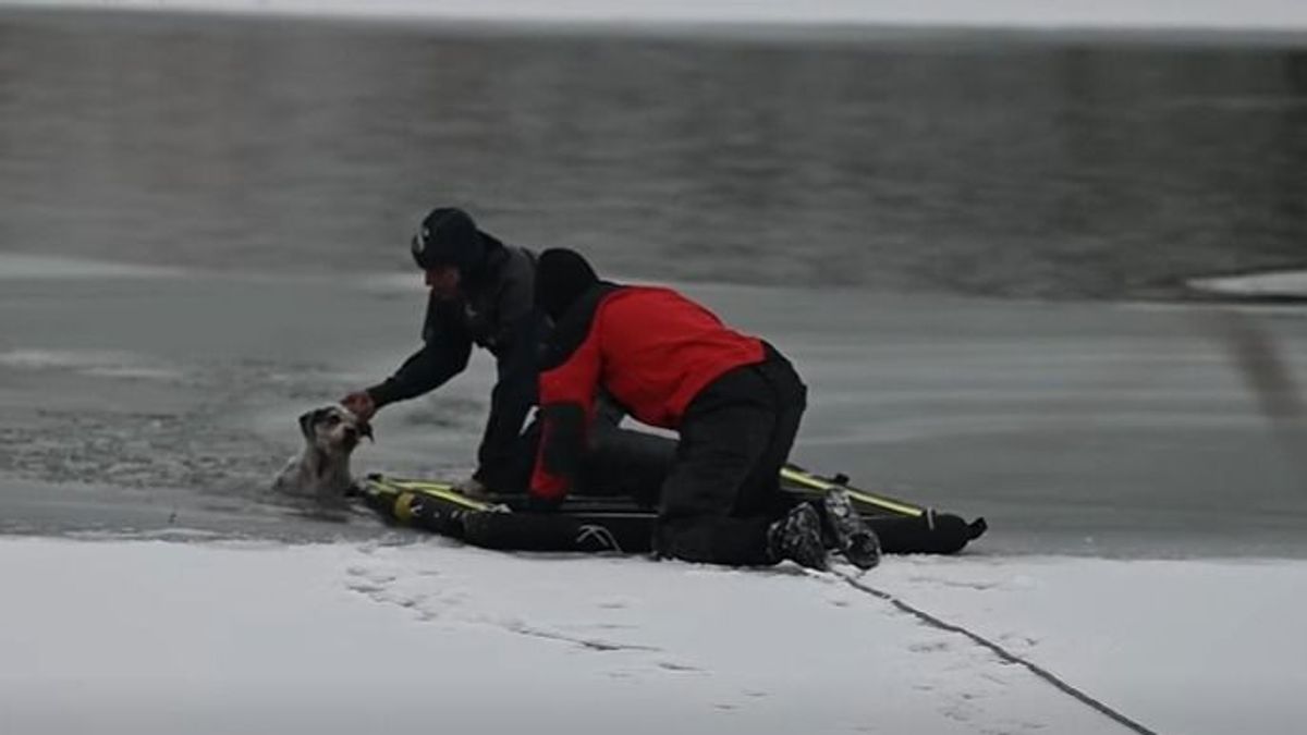 A jég fogságából mentettek kutyát a tűzoltók + videó
