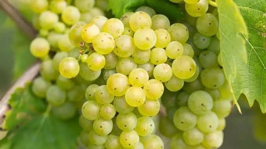 Kvíz kérdést ábrázoló kép.