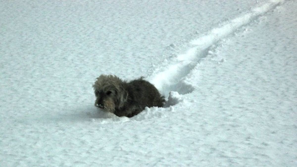 Halálra fagyott egy kiskutya Csillaghegyen