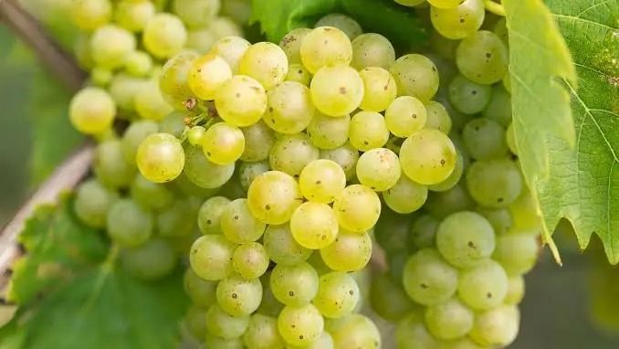 Kvíz kérdést ábrázoló kép.