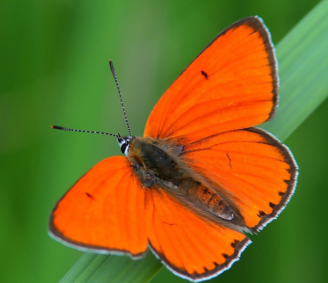 Nagy tűzlepke 
Év lepkéje 2026