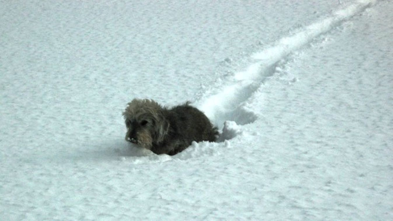 Kutya a hóban

Flickr