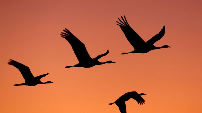 Izreal - Szürke darvak vonulása az Agamon-tó felett