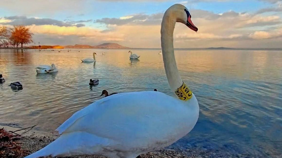 Nevet kap az emberek segítségében bízó balatoni hattyú