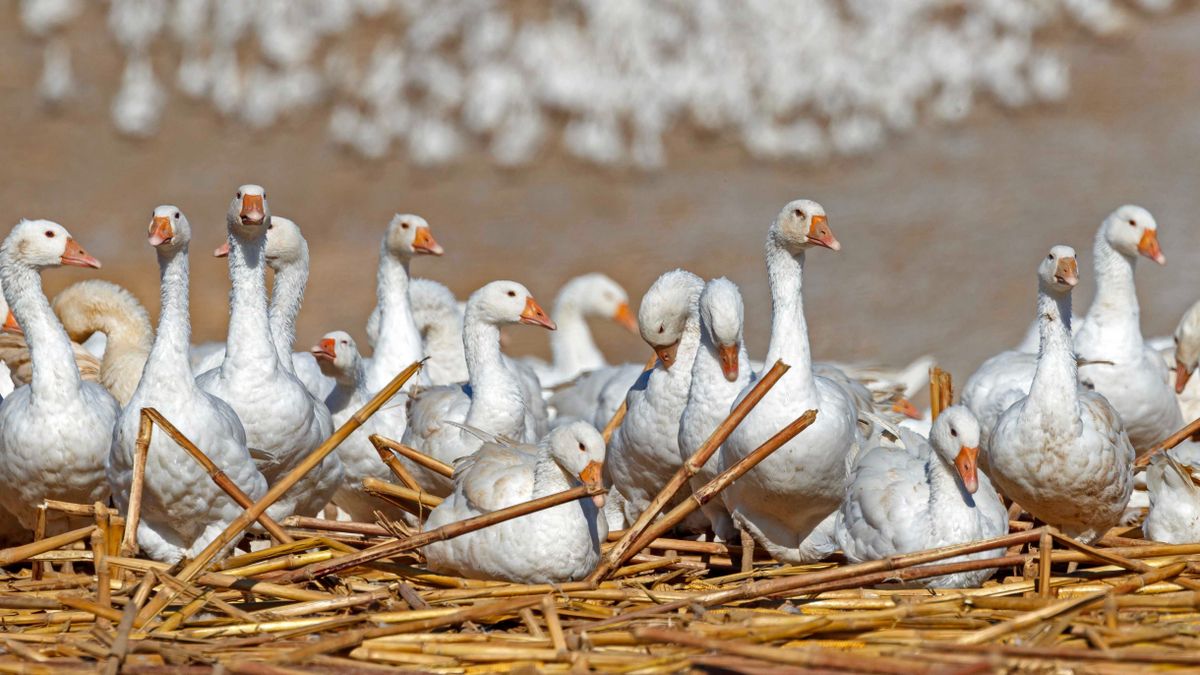 Húszezres lúdtelepet kell felszámolni madárinfluenza miatt Jász-Nagykun-Szolnok vármegyében