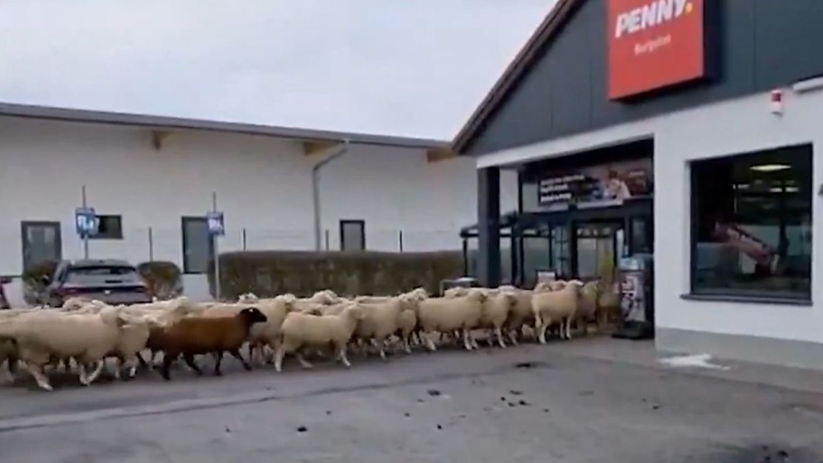 Ötven birka tört be egy Pennybe – videó