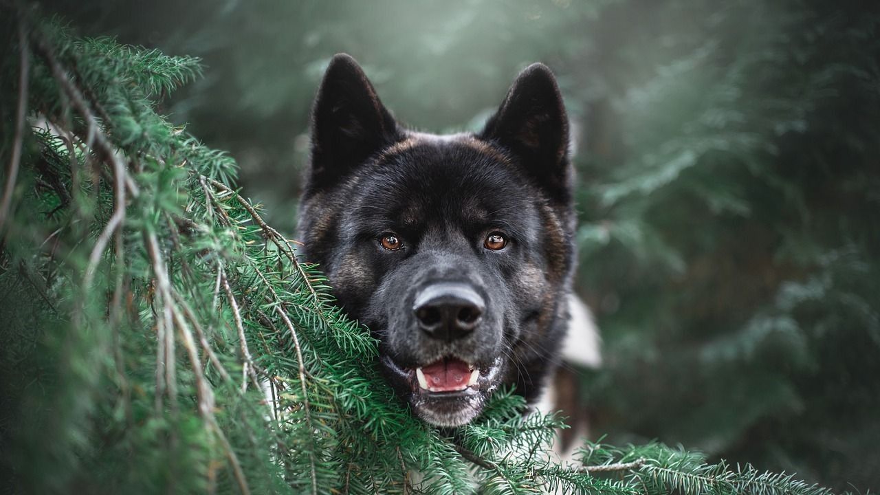 Kvíz kérdést ábrázoló kép.