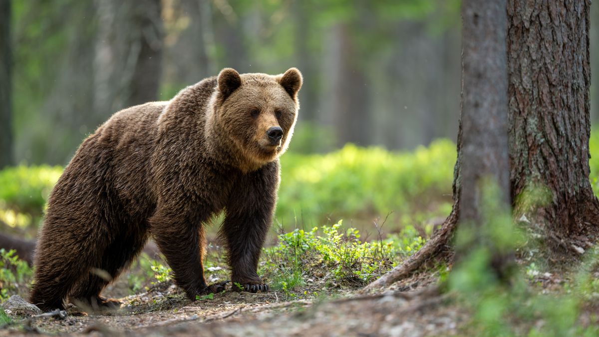 Medve nyomára bukkantak egy magyar falu határában