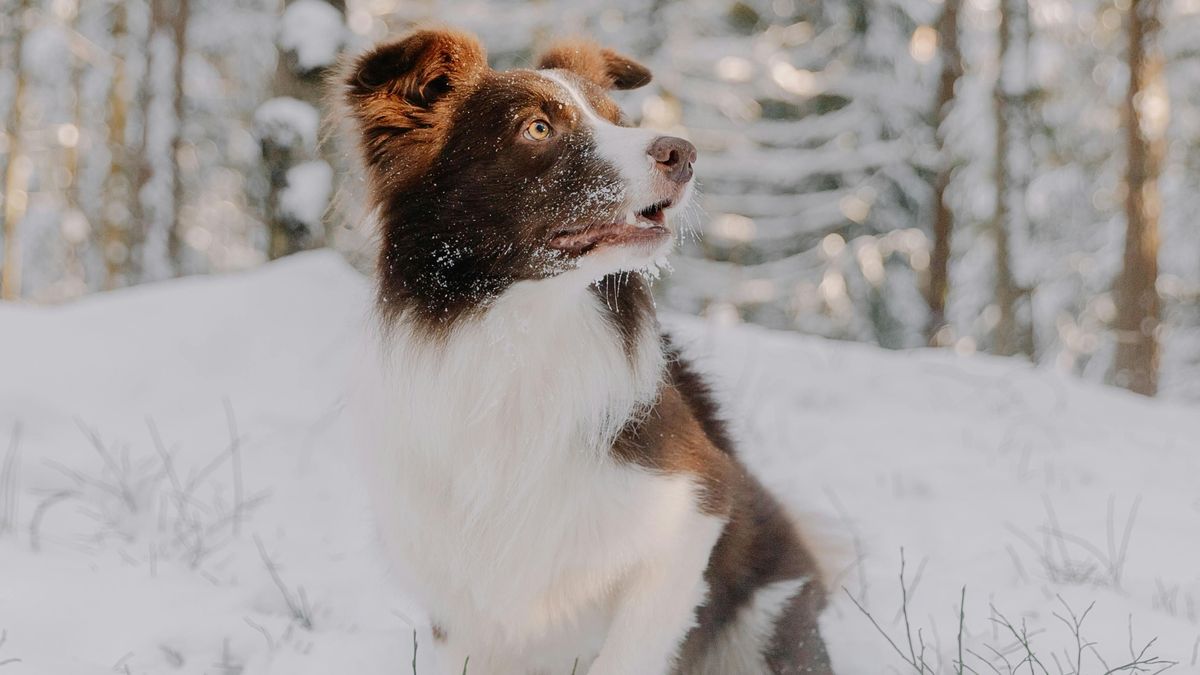 Durva veszélyek leselkedhetnek a kutyákra a téli séta során