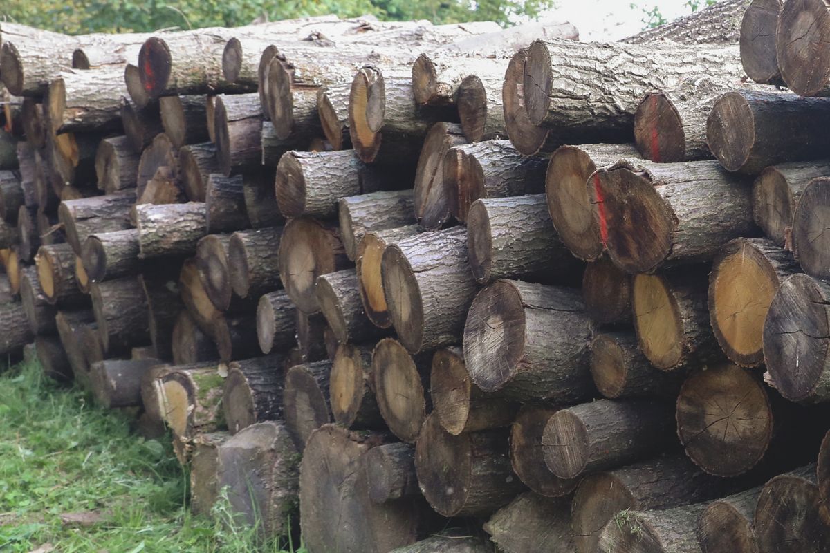 20230915 Acsád
Szombathelyi Erdészeti Zrt.
szociális tűzifa
Fotó: Cseh Gábor CSG Vas Népe VN