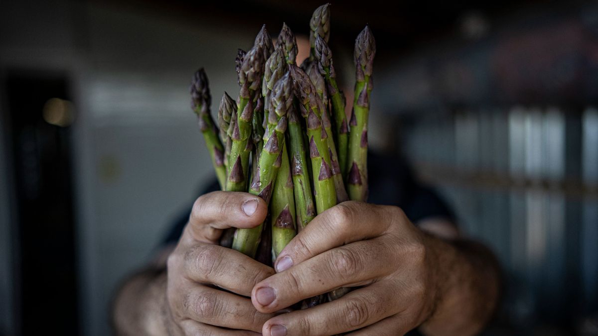 Veszélyben a zöldségek királynője: milyen hatással lehet a spanyol válság a magyar spárgatermesztésre?