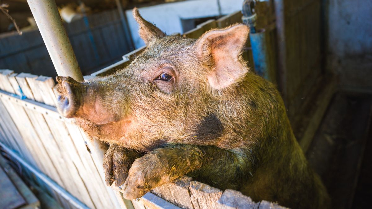 Meglepően olcsóbb lett a sertés ára egy év alatt