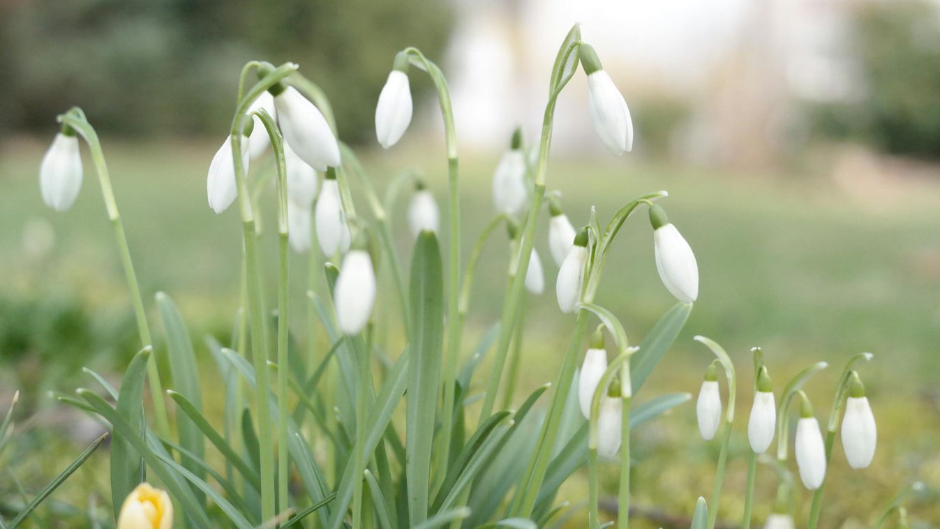 Folytatódik a februári tavasz