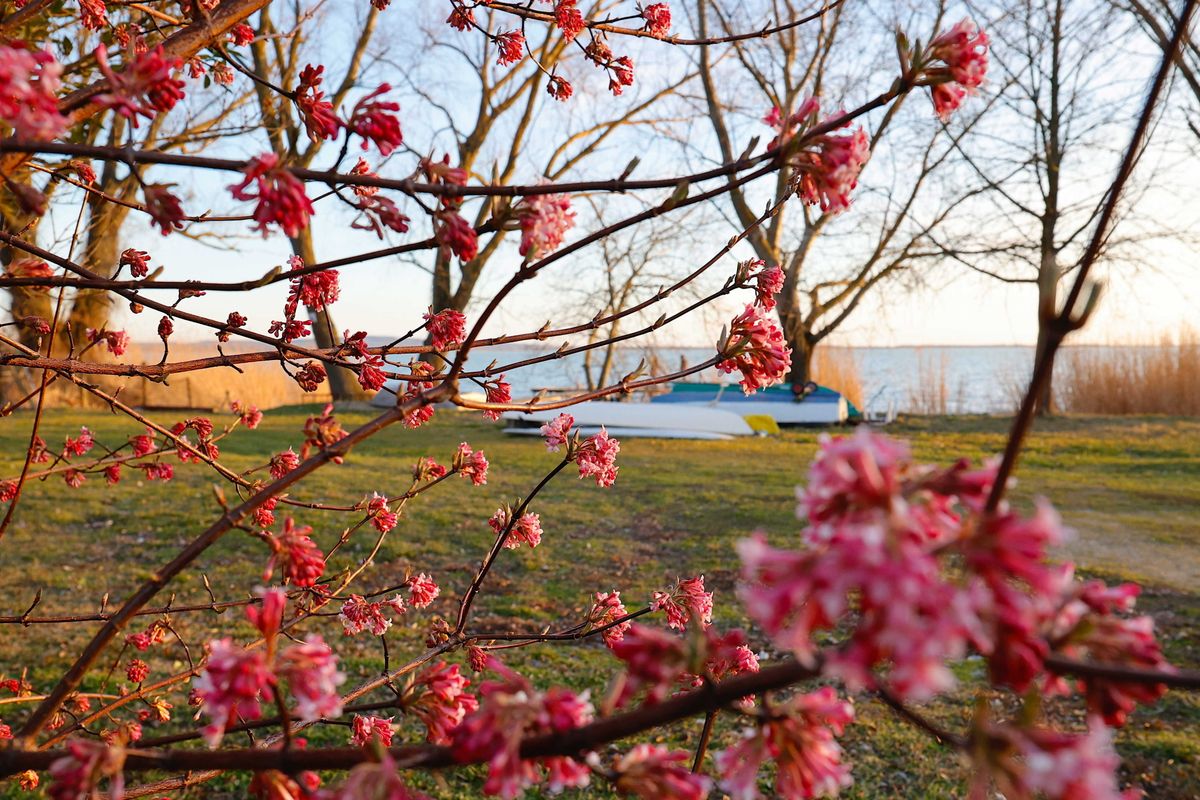 Gyenesdiás, 2022. február 24.
Virágzó korai bangita (viburnum farreri) Gyenesdiáson 2022. február 24–én.
MTI/Varga György