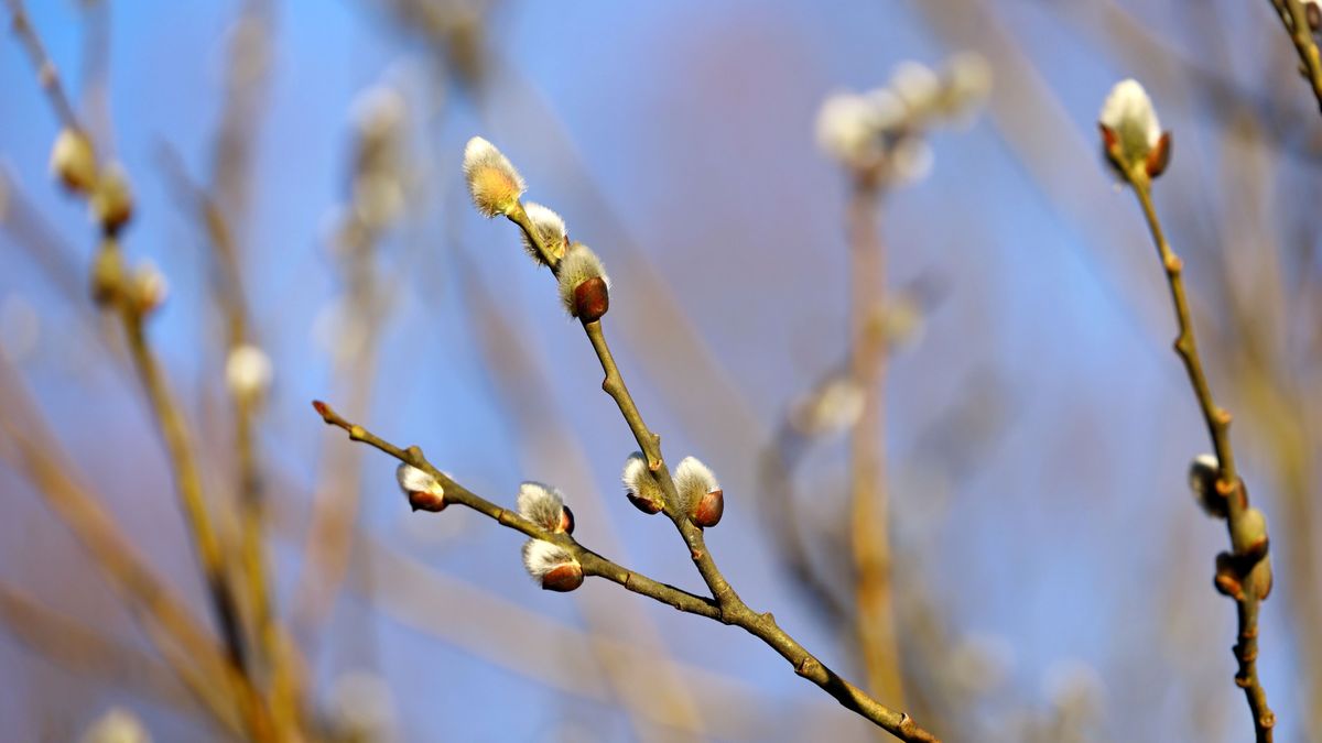 Megjött a tavasz, 17 foknál is melegebb volt délután