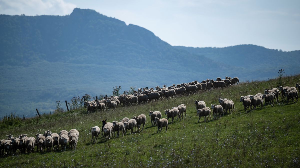 Hubai Imre: Brüsszel terveinek végrehajtásával kivérezne a hazai agrárium