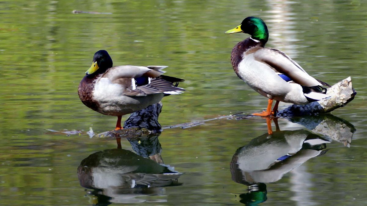 Nem akármilyen vadkacsákat fotóztak a Balatonnál, megszólalt a szakértő is