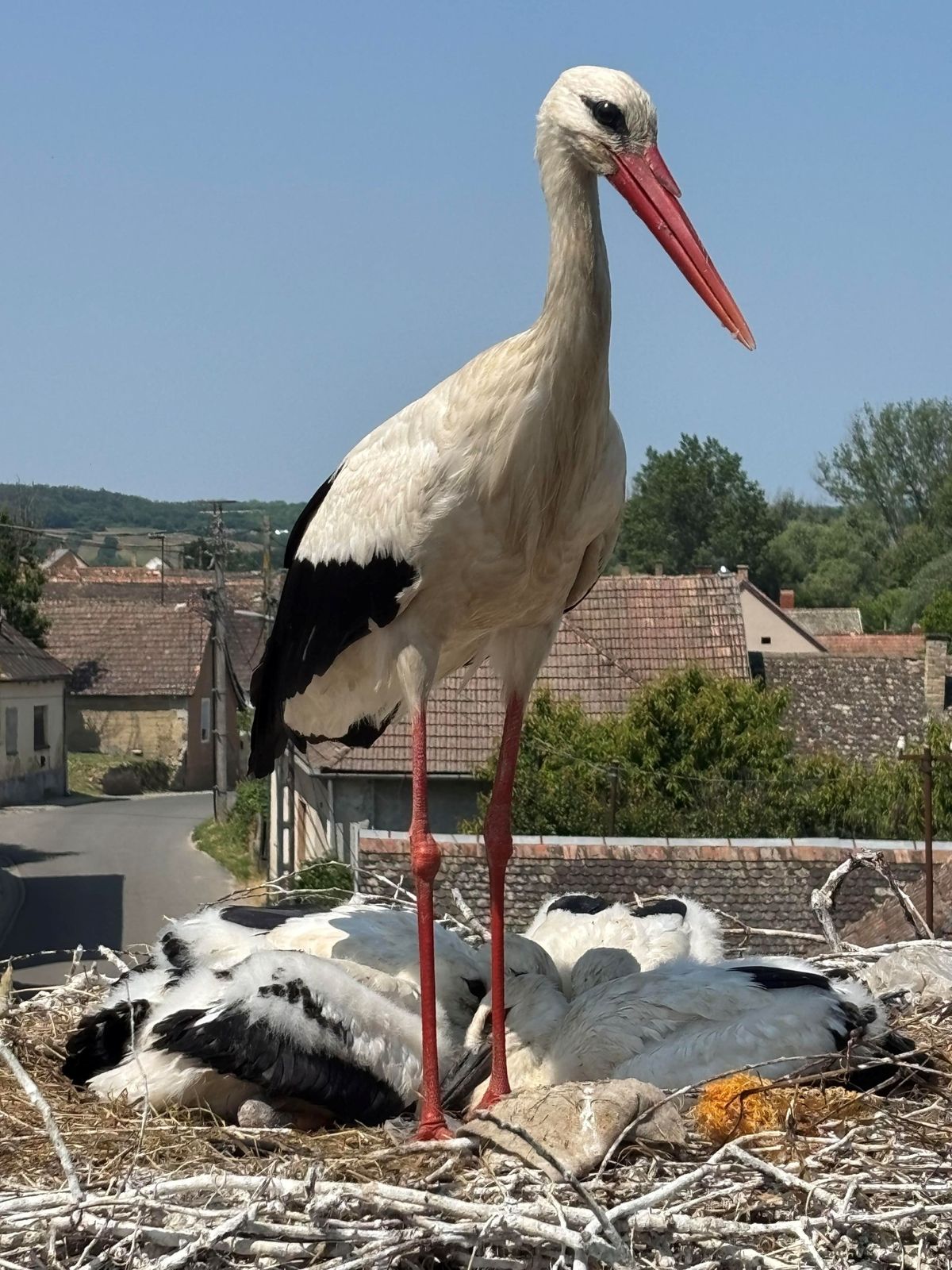 Az egyik madárfaj, ami sokat köszönhet az E.ON-nak: a fehér gólya. / Forrás: E.ON