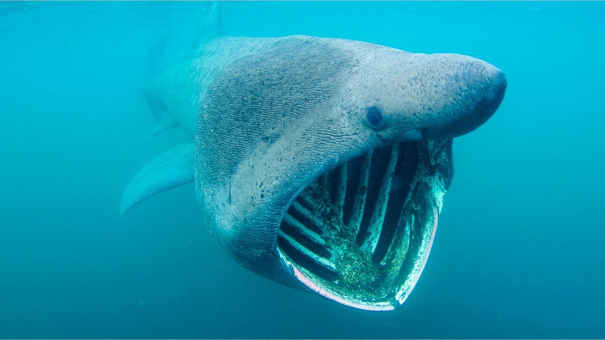 Óriáscápa bukkant fel a kedvelt horvát nyaralóhely partvidékén
