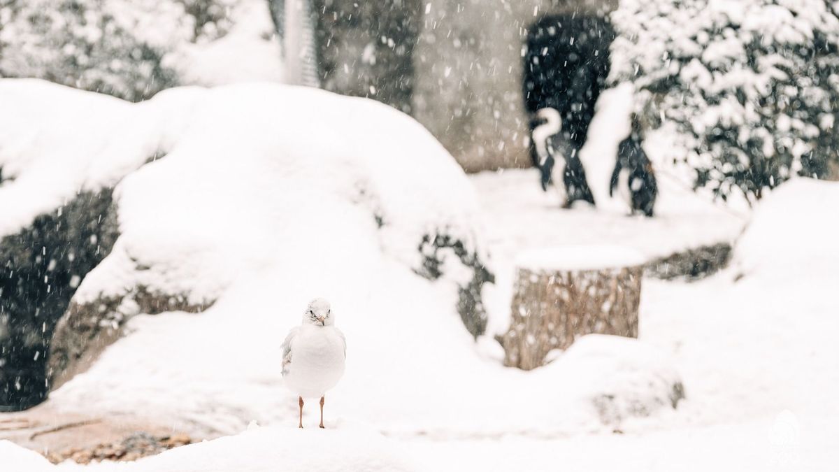 Szombaton lesz az állatok farsangja + videó