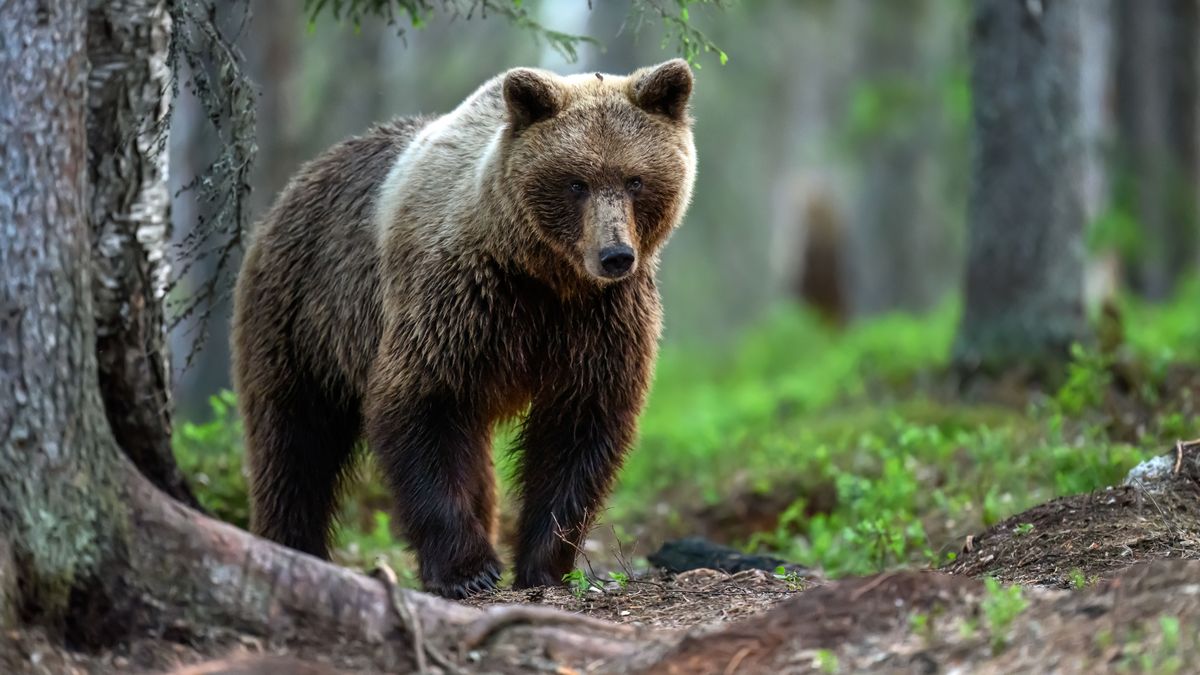 Medve elől menekültek a magyar turisták, egy sziklán ragadtak