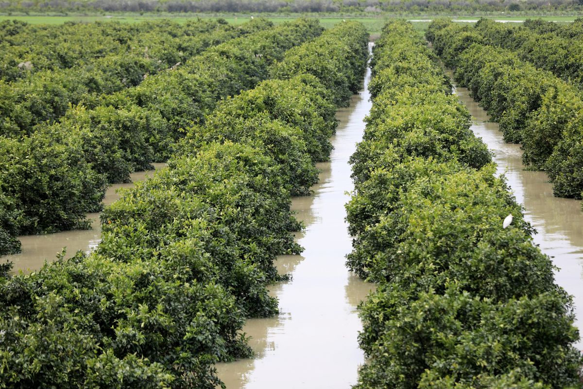 An orchard of citrus trees stand in flood water in the Sidi Kacem region, in northwestern Morocco on February 5, 2026. More than 100,000 people have been evacuated since January 30, 2026, in the northwest of the country, mainly as a precaution, following exceptional rainfall that led authorities to place several provinces under weather alert. (Photo by AFP)