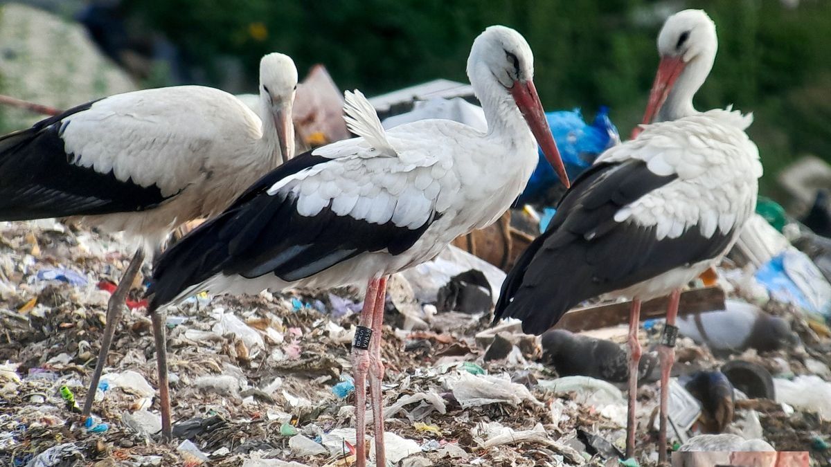 Örömhír: megérkeztek az első gólyák Magyarországra