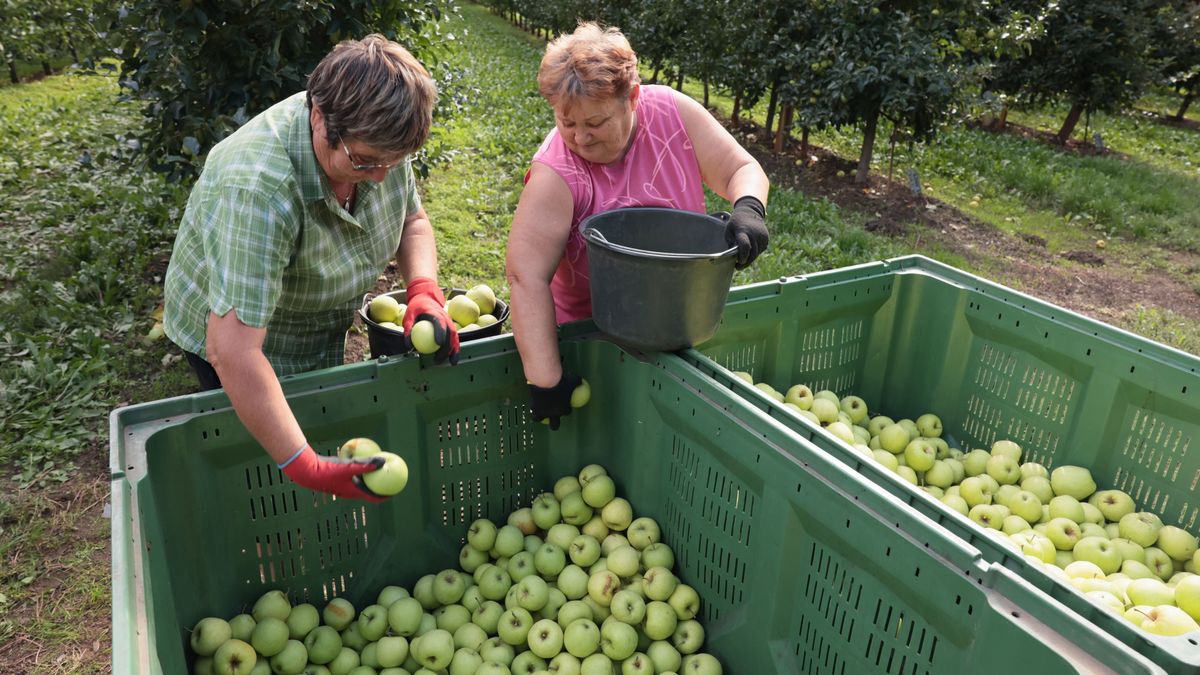 Hatalmas az érdeklődés – újraindul a kistermelőket segítő agrártámogatás