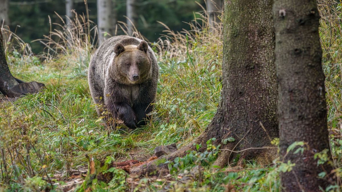 Medvét láttak Mogyoródnál