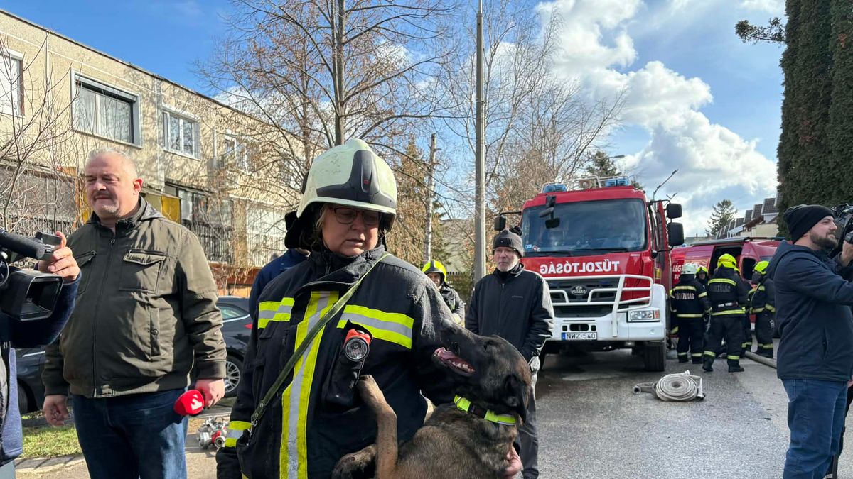 Mentőkutyákat is bevetettek Budakeszin