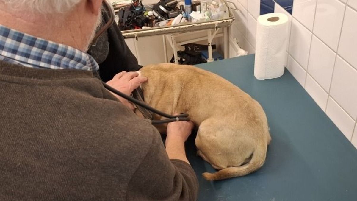 Baltával tanította csibészelni kutyáját a jánosházi férfi, de a rendőrök elkapták