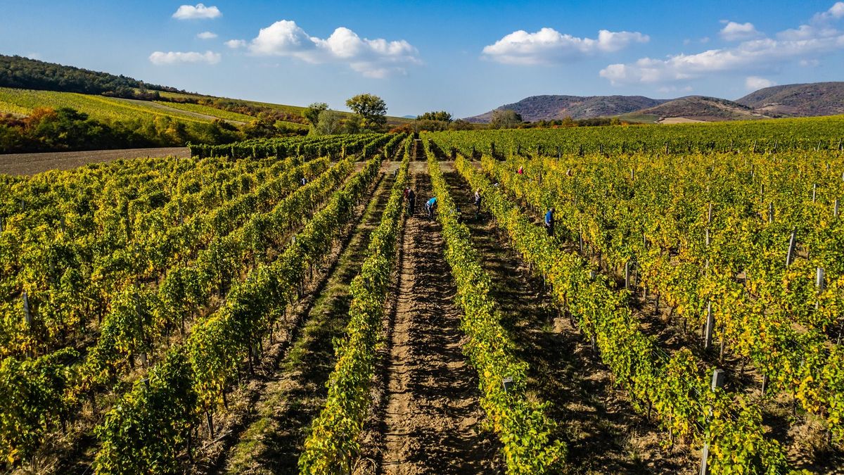 Óvatos optimizmus és minőségi fordulat a magyar borexportban