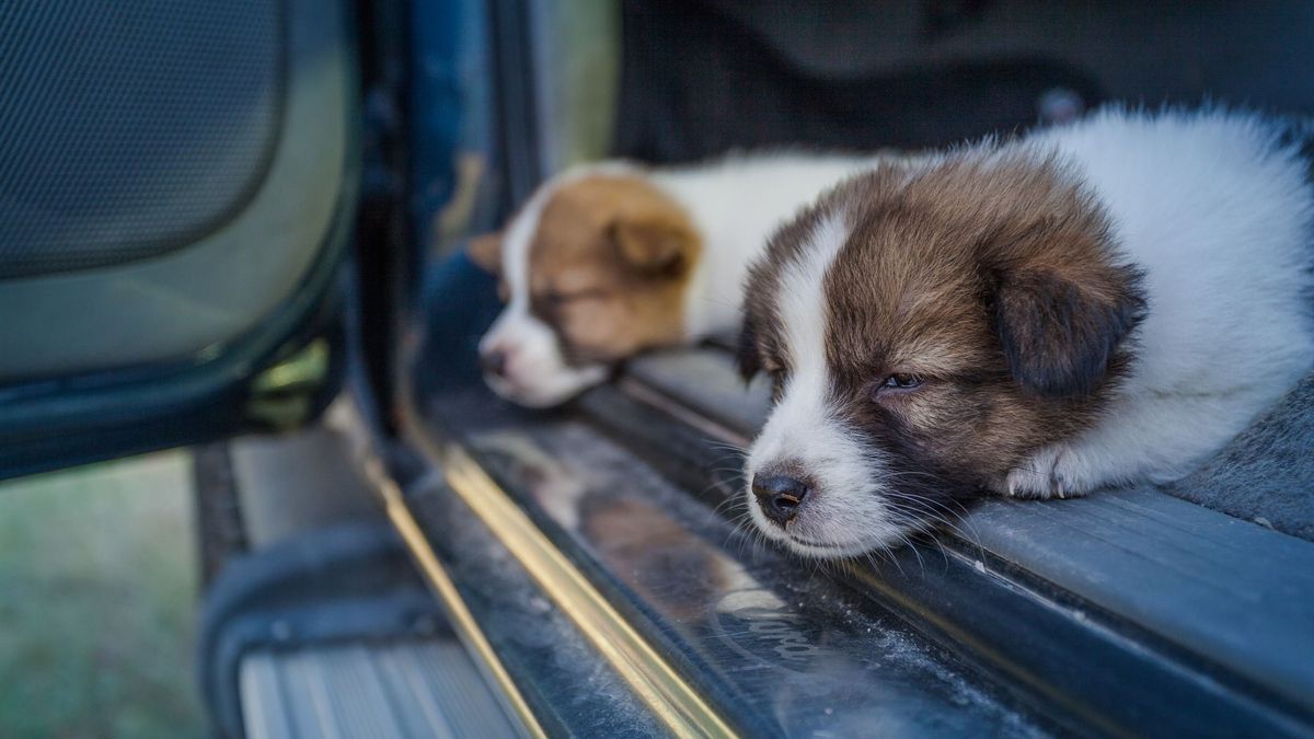 Nem lesz kutyavásár Olaszországban