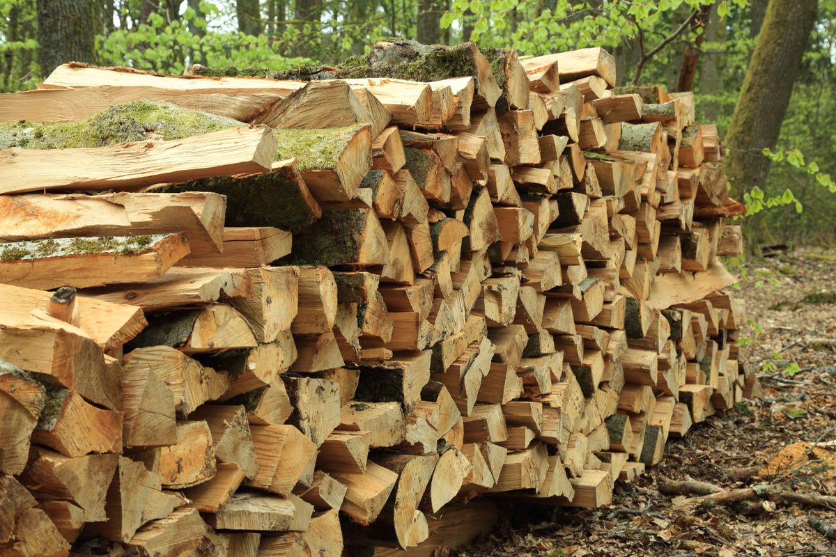 Stacked firewood pile situated in natural woodland setting. A neatly arranged stack of split firewood logs lies on the forest ground among trees The wood is freshly cut and piled to dry in a natural