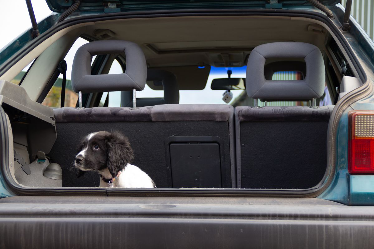 Does my boot look big for me? Tiny spaniel puppy dog sits in the boot of car looking out. learning to travel in the boot of a car is an important life lesson for dogs to learn.