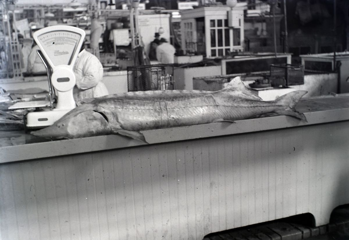 viza, magyra hal, magyar halételek, Vásárcsarnok